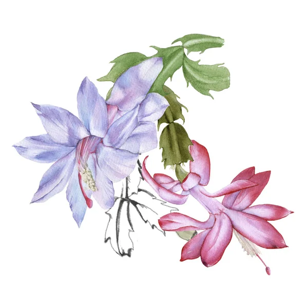 Cacto florido schlumbergera. Isolado sobre um fundo branco . — Fotografia de Stock