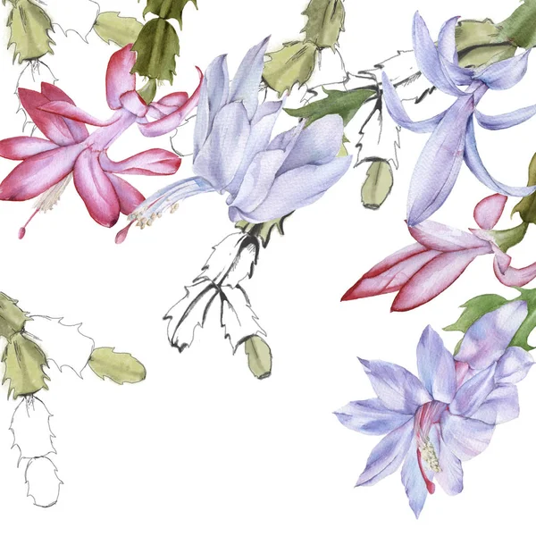 Çiçekli kaktüs schlumbergera. Beyaz bir arkaplanda izole edilmiş.