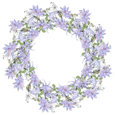 Çiçekli kaktüs schlumbergera ile çerçevelenmiş. Beyaz bir arkaplanda izole edilmiş.