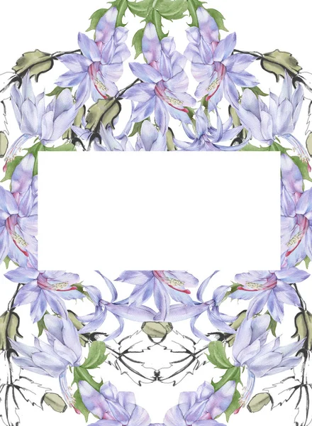 Рамка з квітучою кактусовою шлюмбергерою. Ізольовані на білому тлі . — стокове фото