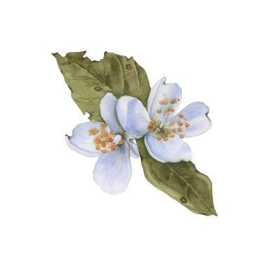 Yasemin dalı. Beyaz bir arkaplanda izole edilmiş.