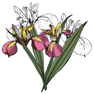 Bir buket Iris çiçeği. Beyaz arkaplan üzerinde izole edilmiş