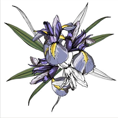 Bir buket Iris çiçeği. Beyaz arkaplan üzerinde izole edilmiş