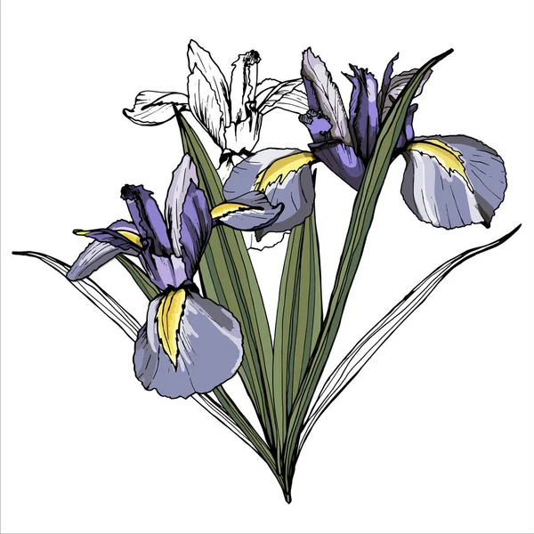 Kytice květin Iris. Izolované přes bílé pozadí — Stockový vektor