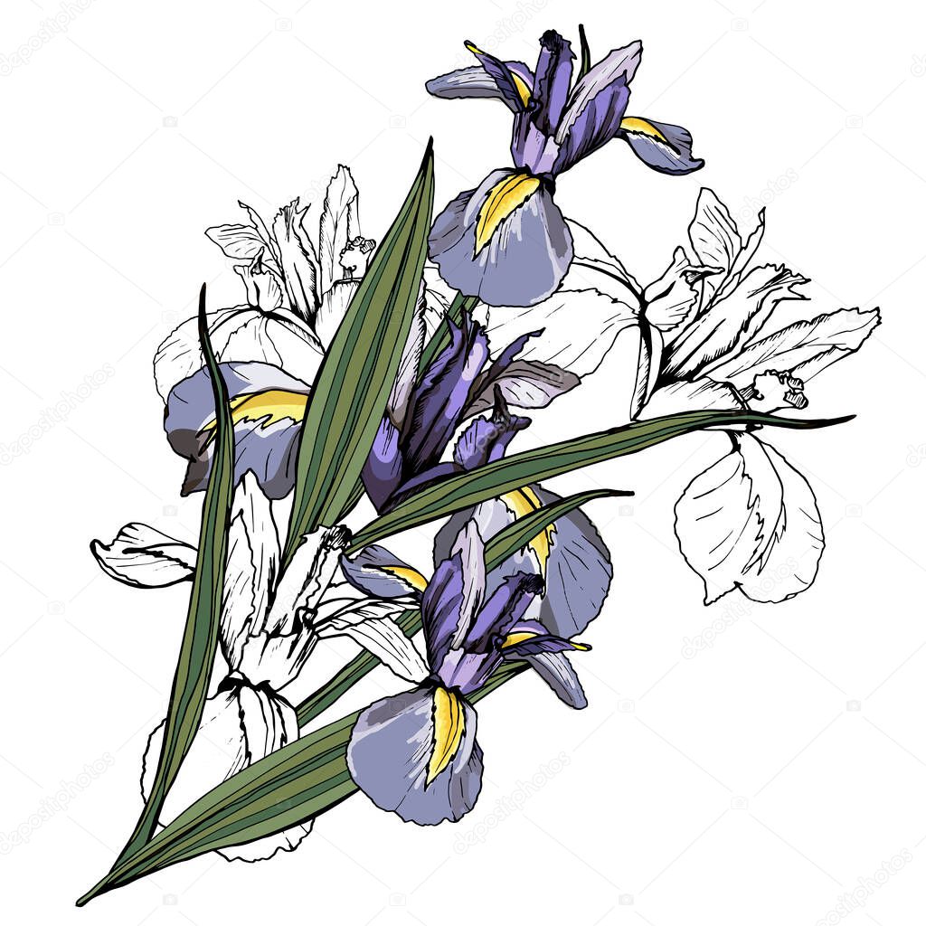 Bouquet of Iris flowers. Isolated over white background