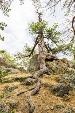 Bir yılan gibi çam köküdür