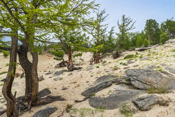 Sandy yamaç genç larches büyümüş