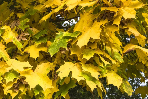 Gelber Herbstahorn — Stockfoto