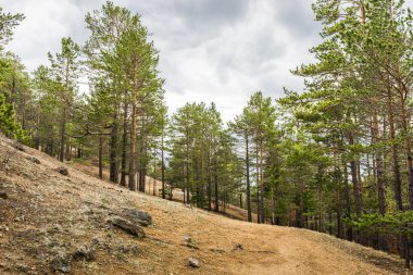 Dağ iz bir çam ormanı ile gider