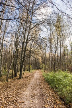 Sonbahar parkında yol