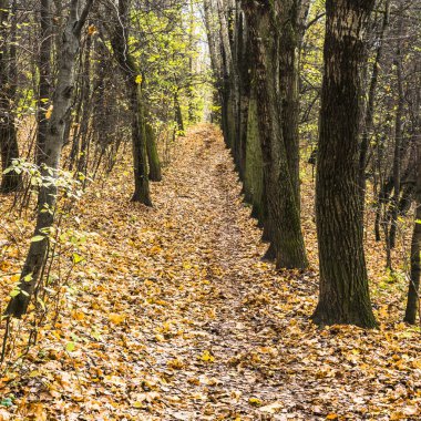 Sonbahar yolu düşen yapraklarla kaplı