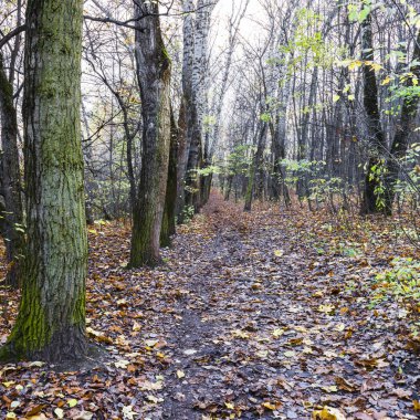 Park yolu düşen yapraklarla kaplı