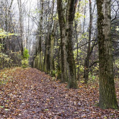 Çöl sonbahar sokak