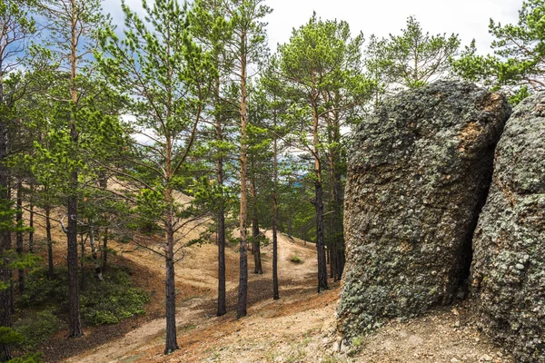 Ormanlık dağ yamacı