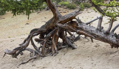 Düşmüş larch kök