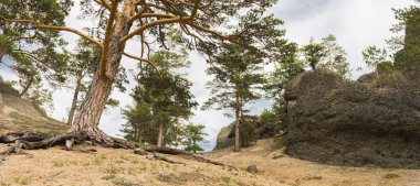 Çam ve taş arasındaki yolda