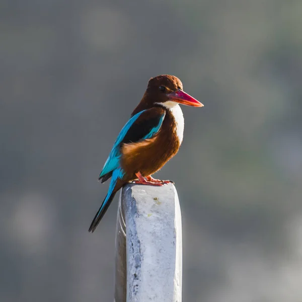 Kingfisher se prélasse au soleil du matin — Photo