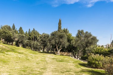 Sabah Mitchell bahçesinde. Jerusalem