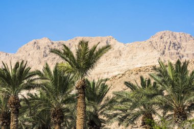 Ein Gedi doğa rezerv manzara