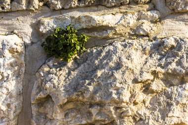 Antik duvardaki bitki