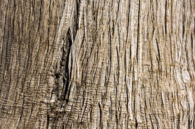 Ağaç gövdesindeki çatlak