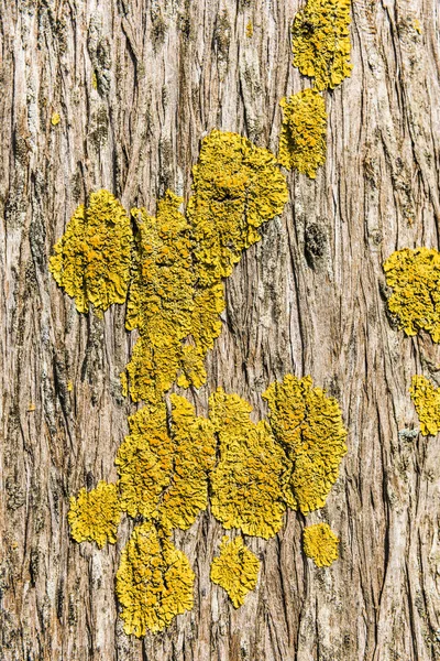 Κίτρινα βρύα στο φλοιό της στάχτης — Φωτογραφία Αρχείου