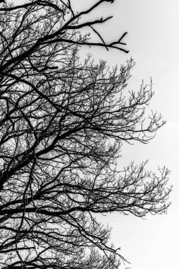 Çıplak ağaç bahar dallarında