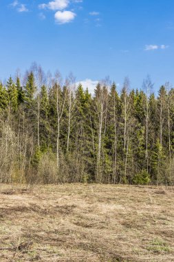 Mavi bahar gökyüzü ormanda