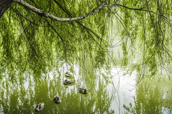 Bir göl kıyısında willow.