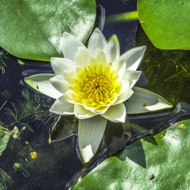 Beyaz Zambak karanlık sularda