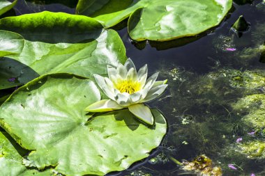 Lily büyük yeşil yaprak üzerinde