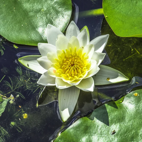 Beyaz Zambak karanlık sularda