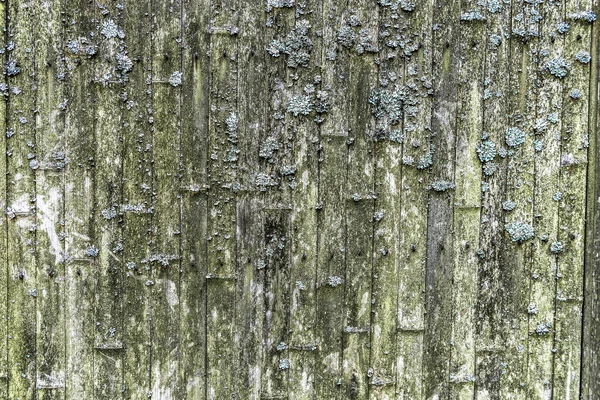 Ένας τοίχος από ποώδη μίσχους των μπαμπού — Φωτογραφία Αρχείου