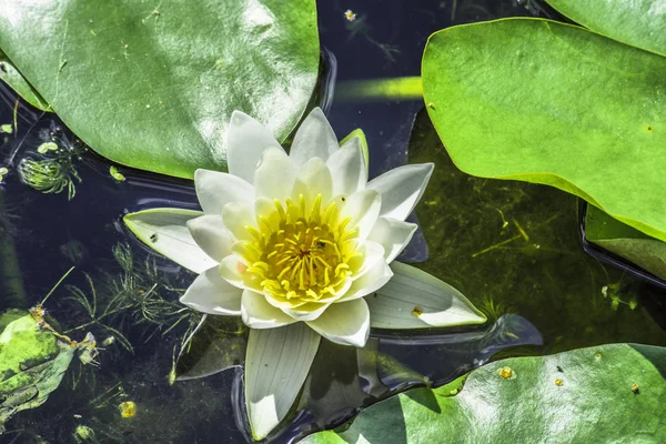 Büyük Lily hala bir havuzda