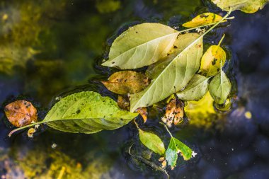 Dağ dere sonbahar yaprakları