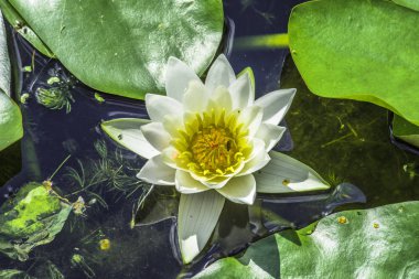 Büyük Lily çiçek küçük bir sinek