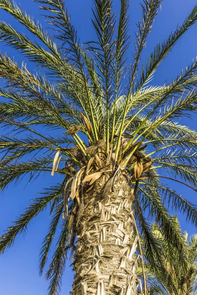 Mavi gökyüzü arka plan üzerinde palmiye