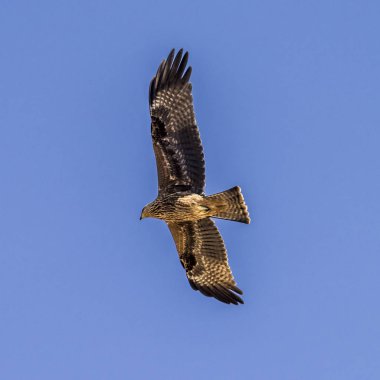 Uçan büyük bir yırtıcı kuş.