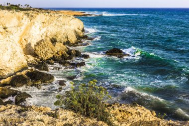 Kayalık sahilde yalnız bitki