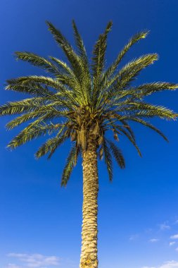 Yüksek palmiye ağacı ve mavi gökyüzü