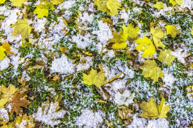 İlk sonbahar karla kaplı yeşil çimenlerin üzerinde parlak sarı akçaağaç yaprakları.