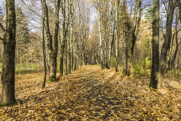 Come the first frosts and autumn Park alley strewn with dry yellow fallen maple leaves.