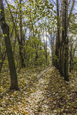 Kuru sarı düşmüş akçaağaç yaprakları ile mayınları ilk frosts ve sonbahar Park sokak gel.