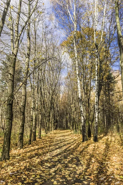 Come the first frosts and autumn Park alley strewn with dry yellow fallen maple leaves.