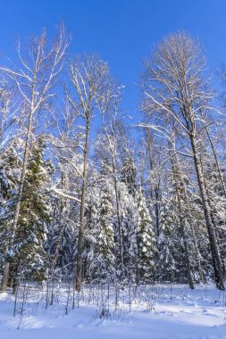 Kış orman ve çayır karla kaplı kenarını batan güneşin son ışınları vurgulanan son hayvan derin izler olduğu.