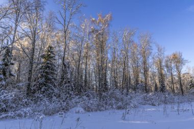 Ülke road kış karla kaplı orman kenarı boyunca çalışır. Son günbatımı güneş ışınlarının zıt kar sürüklenir üzerinde gölge.