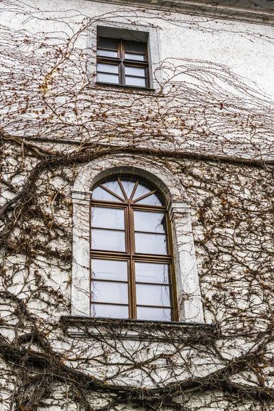 Endless branches of dry vines are beautifully intertwined and border the window in the wall of an old Prague monastery.