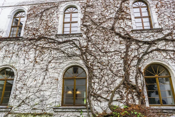 Endless branches of dry vines are beautifully intertwined and border the window in the wall of an old Prague monastery.