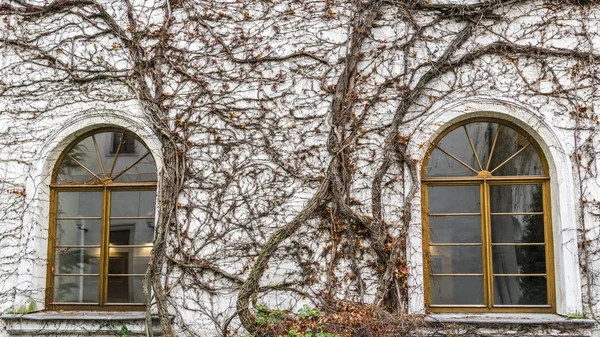 Endless branches of dry vines are beautifully intertwined and border the window in the wall of an old Prague monastery.