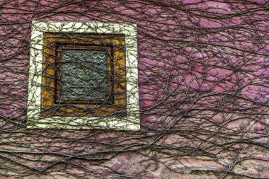 Kuru üzüm sürgünler ev güzel çevrilidir Prag eski bir duvar üzerinde küçük bir kare pencere iç içe.